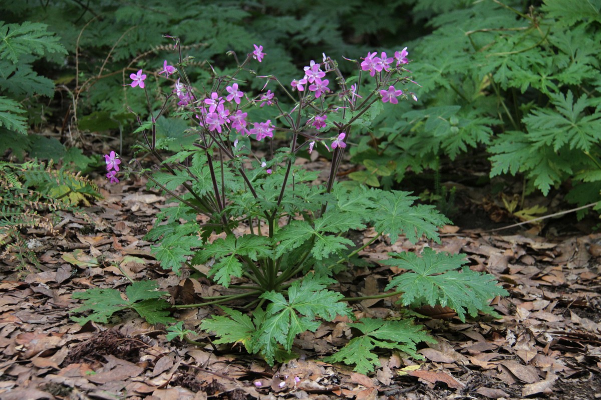 Geranium Reuteri 